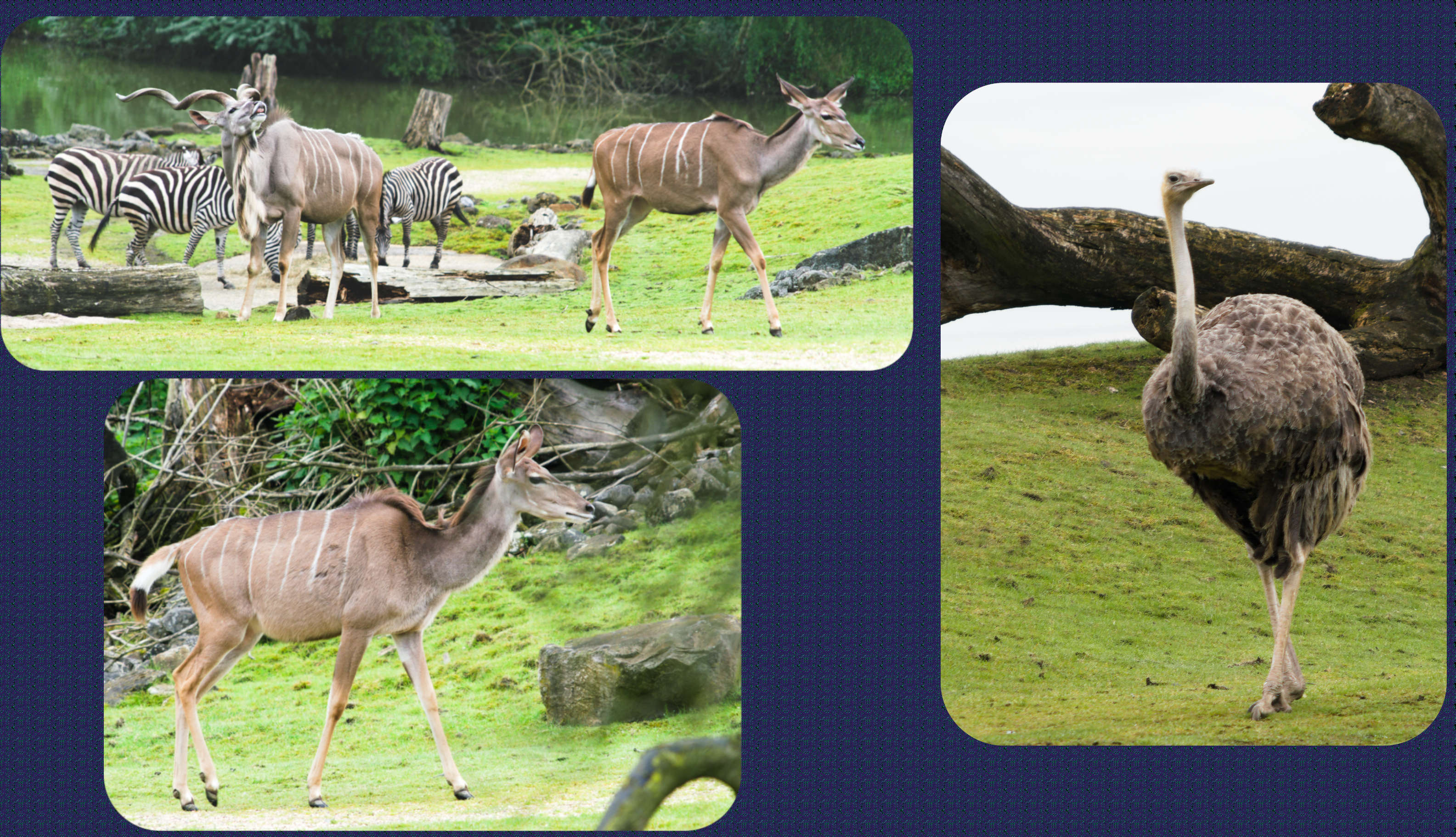 ZOOM Erlebniswelt Grosser Kudu
